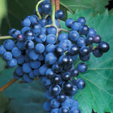 Deep Blue Seedless Grape Vines Trees Live Plants, Well-Rooted 1 to 2 Years Old, Grapes Plant Live for Outdoor Planting, Zones 3-9
