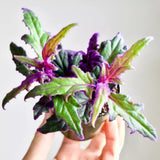 Gynura Aurantiaca Purple Velvet Plant in 4 Inc Pot, Rare Purple Passion Plants, Vibrant Plant, 3-4 Inch Tall