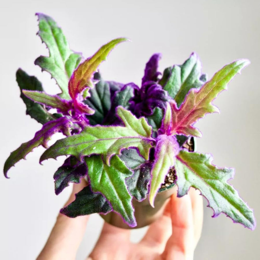 Gynura Aurantiaca Purple Velvet Plant in 4 Inc Pot, Rare Purple Passion Plants, Vibrant Plant, 3-4 Inch Tall