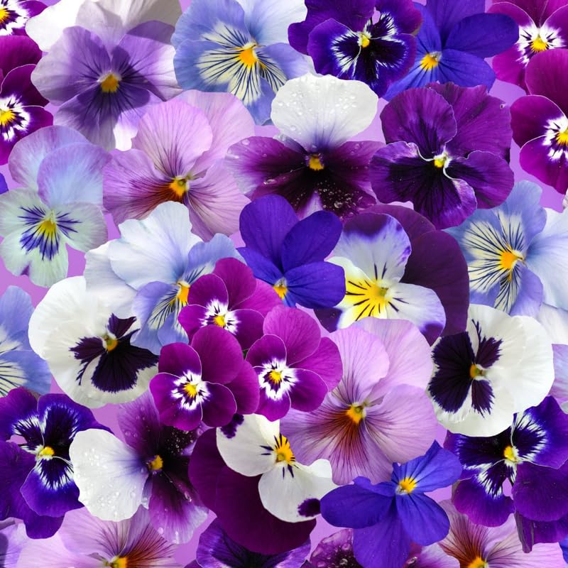 Set 3 Mix Pansy Plants, Hardy Cool-Season Annuals, Vibrant Pansy Ready to Grow Indoor Outdoor 3-5 Inches