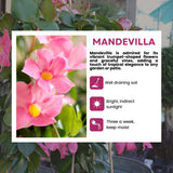 2 Light Pink Mandevilla Live Plants, Mandevilla Flowering Vines Trellis, 4-9 Inch Tall Plants for Hanging Baskets, Container and Garden Growing