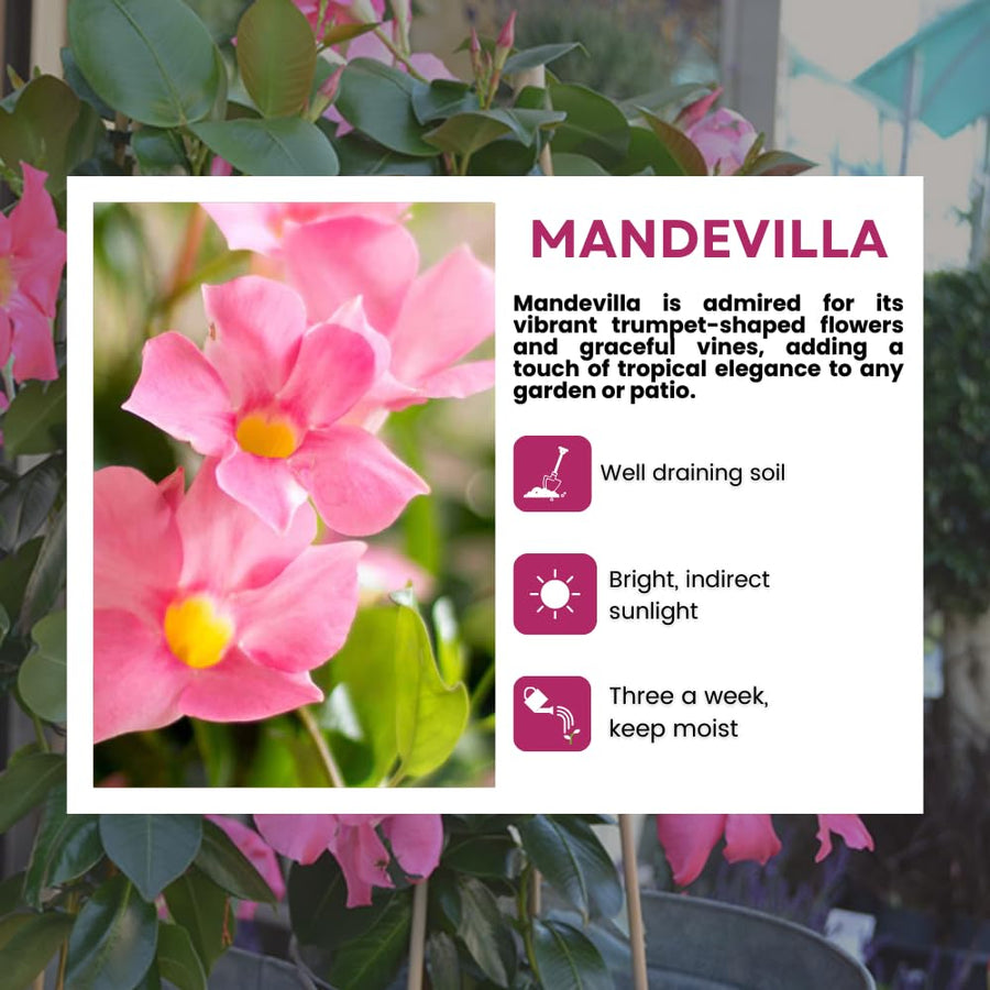 2 Light Pink Mandevilla Live Plants, Mandevilla Flowering Vines Trellis, 4-9 Inch Tall Plants for Hanging Baskets, Container and Garden Growing