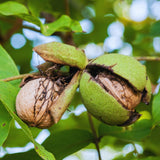 Black Walnut Tree Live Plant, 6 to 8 Inc Tall, Walnut Plant Live, Fruit Tropical Garden