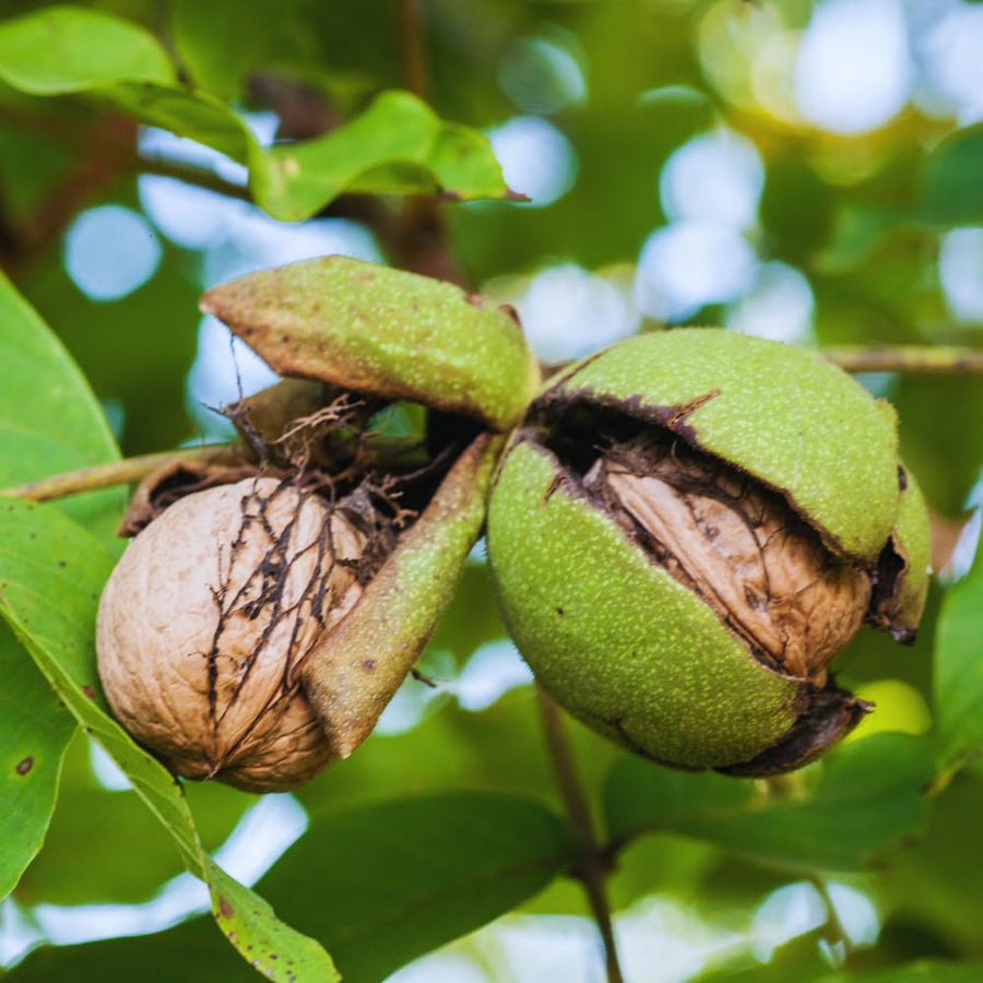 Black Walnut Tree Live Plant, 6 to 8 Inc Tall, Walnut Plant Live, Fruit Tropical Garden