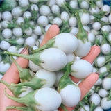 Pack of 100 White Round Eggplant Seeds for Planting, Assorted Eggplant Vegetable Seeds for Outdoor Gardening, Suitable for Home Garden Beds, Raised Beds, or Containers