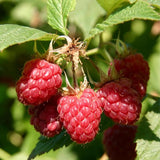 Southern Raspberry Plant Live for Planting, 18-24 Inch Tall, Red Raspberry Bush Live Plant Potted, Raspberry Fruit Tree