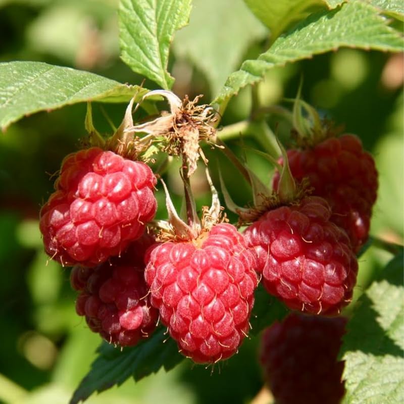 Southern Raspberry Plant Live for Planting, 18-24 Inch Tall, Red Raspberry Bush Live Plant Potted, Raspberry Fruit Tree