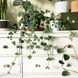 Peperomia Live Plant in 4" Pot, Easy-Care Indoor Trailing Houseplant Succulent Live (Hope Peperomia)