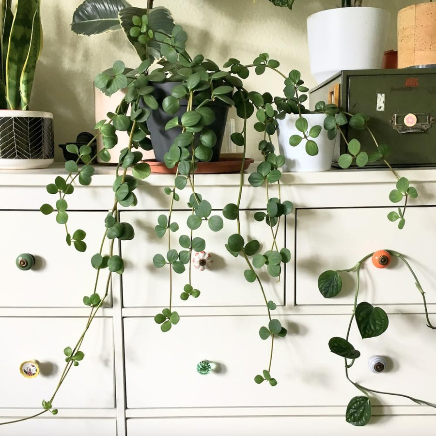 Peperomia Live Plant in 4" Pot, Easy-Care Indoor Trailing Houseplant Succulent Live (Hope Peperomia)