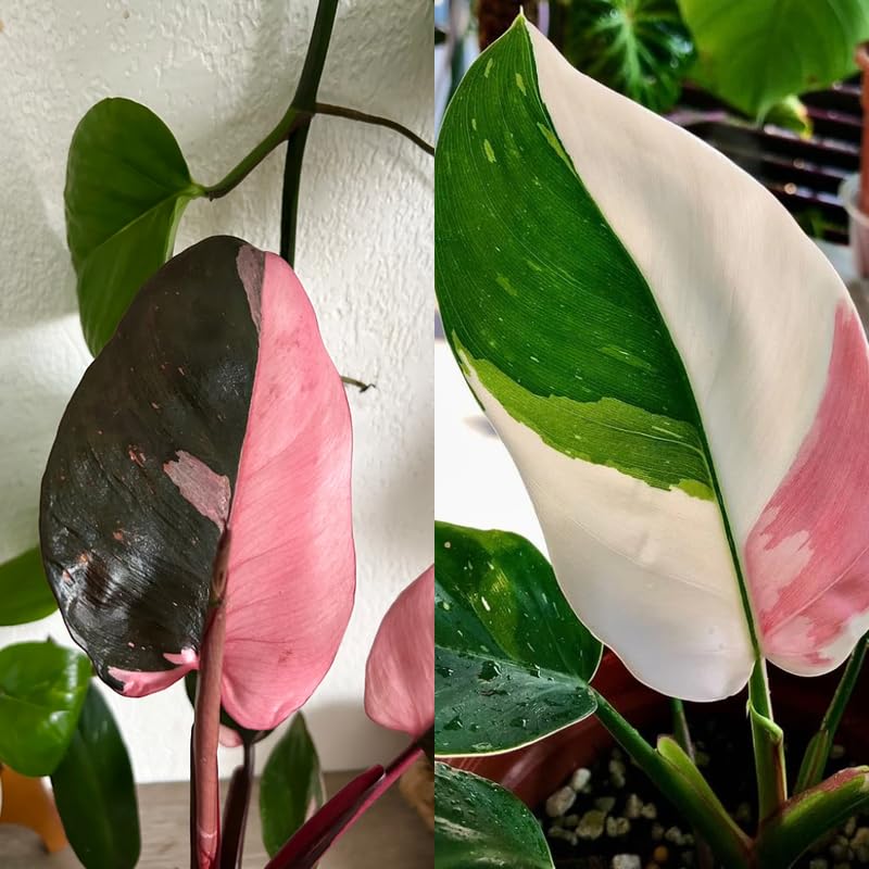 2 Rare Philodendron Live Plants Varieties Collection, Philodendrons Plants Size 5-9 Inc for Indoor Houseplant Décor, Ornamental Tropical Well-Rooted (Pink Princess Philodendron Plants)