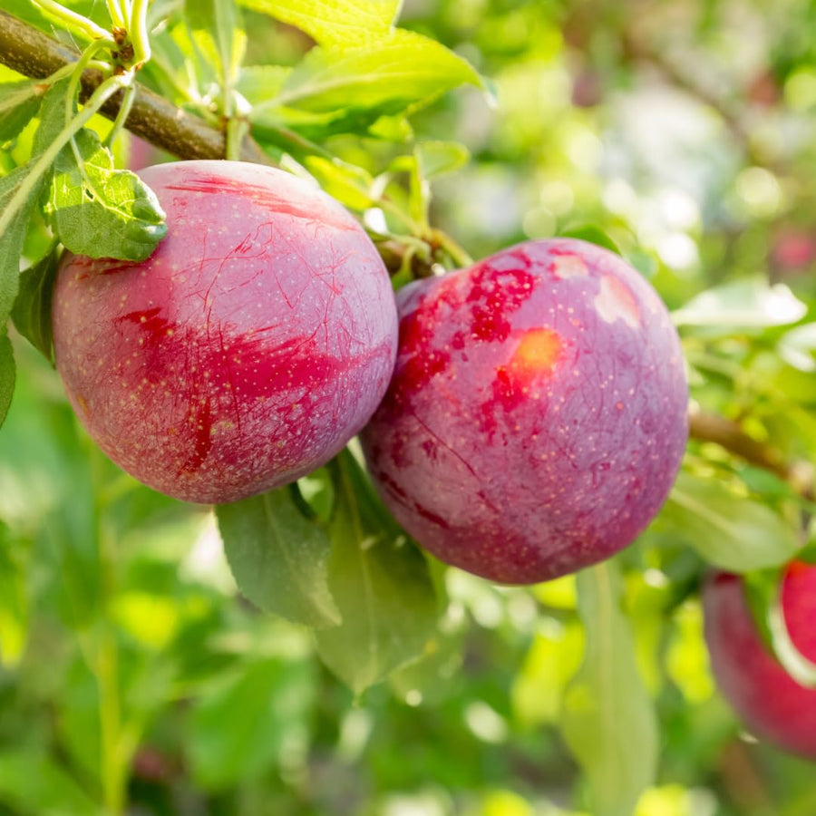 24 Live Plum Cuttings, 12–24 Inches Tall, Sweet Edible Fruit Rooted Cuttings, Ready to Grow, Suitable for Outdoor Planting
