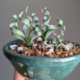 Albuca Succulent Plant Live, Curly Grass, Albuca Plant, Rare Succulent in 3" Pot, Easy-Care Indoor Outdoor Plant