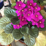 Bright Pink African Violets Live Plant in 4" Pot, Starter African Violet for HouseplantIndoor Outdoor Home Decor