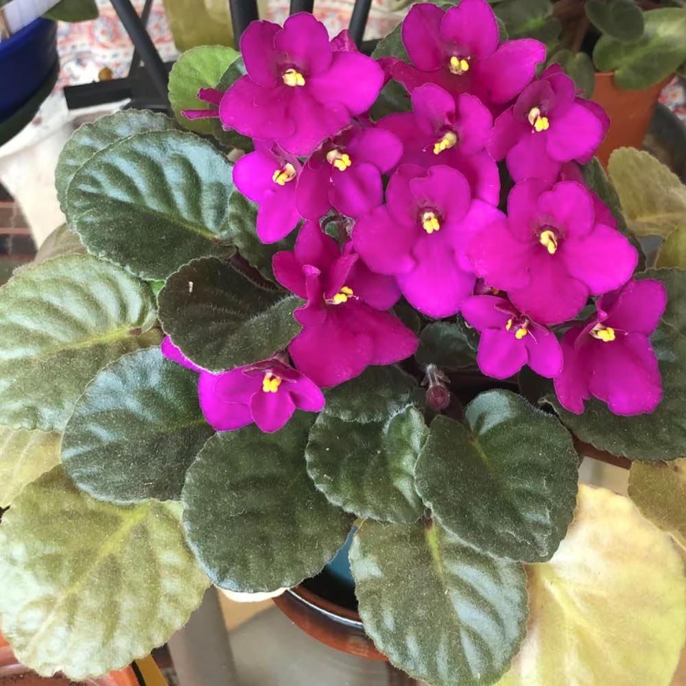 Bright Pink African Violets Live Plant in 4" Pot, Starter African Violet for HouseplantIndoor Outdoor Home Decor