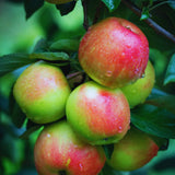 2-3 Ft Apple Tree Live Plant Bare Root, Live Apple Plant, Cold Hardy Fruit Plants for Home Garden Planting Spring (Honeycrisp)
