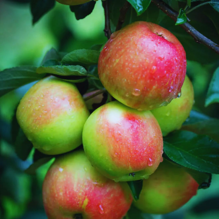 2-3 Ft Apple Tree Live Plant Bare Root, Live Apple Plant, Cold Hardy Fruit Plants for Home Garden Planting Spring (Honeycrisp)