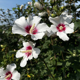 White Rose of Sharon Plant in Quart Pot, Hardy Hibiscus Flowering Shrub, Vibrant Outdoor Althea Plants, Fast-Growing Perennial