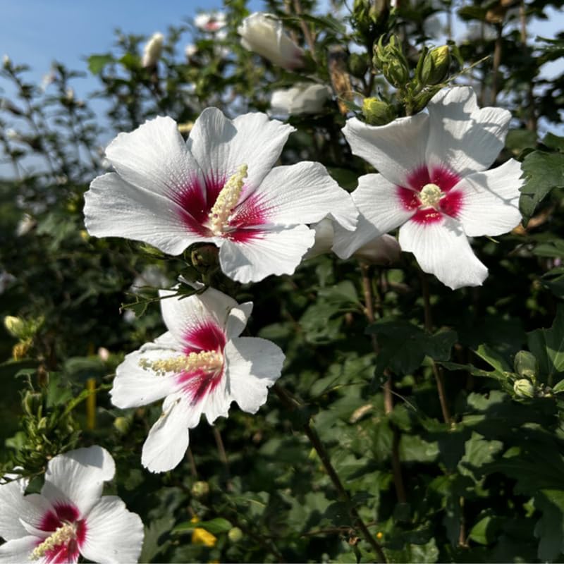 White Rose of Sharon Plant in Quart Pot, Hardy Hibiscus Flowering Shrub, Vibrant Outdoor Althea Plants, Fast-Growing Perennial