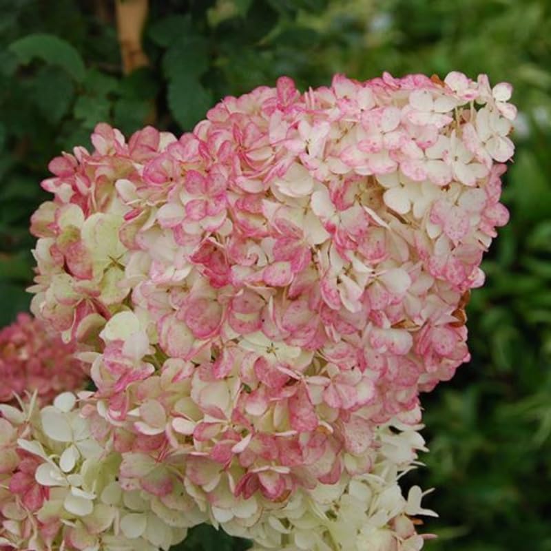 Pink White Hydrangea Tree Live Plant, Hydrangea Plant Live Garden, Perennial Flower Shrub Plant, Quart Pot