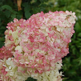 Pink White Hydrangea Plant Live, Hydrangea Tree Live Plant Outdoors, 5 to 7 Inches Tall, Shrub Bush Plant