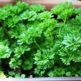 Pack 500 Parsley Seeds for Planting, Culinary Herb Seeds, Suitable for Indoor or Outdoor Growing