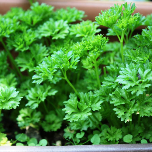 Pack 500 Parsley Seeds for Planting, Culinary Herb Seeds, Suitable for Indoor or Outdoor Growing