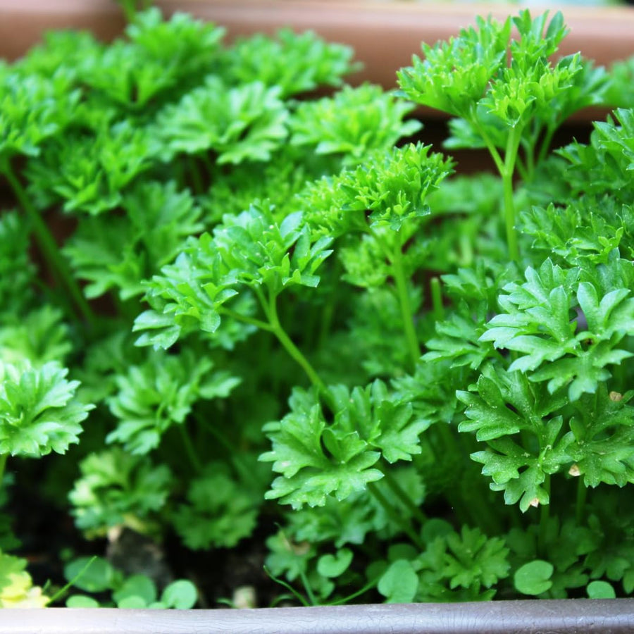 Pack 500 Parsley Seeds for Planting, Culinary Herb Seeds, Suitable for Indoor or Outdoor Growing