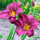 Pack 10 Daylily Bulbs for Planting Spring, Fast Blooming Hardy Perennial Lily Bare Roots for Outdoor Growing (Assorted Day Lily)