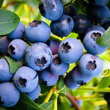 Emerald Blueberry Plant Live in 4’’ Pot, High Yield Blueberries Bush Shrub, Sweet Flavor, Ideal for Home Gardens, Patio Containers