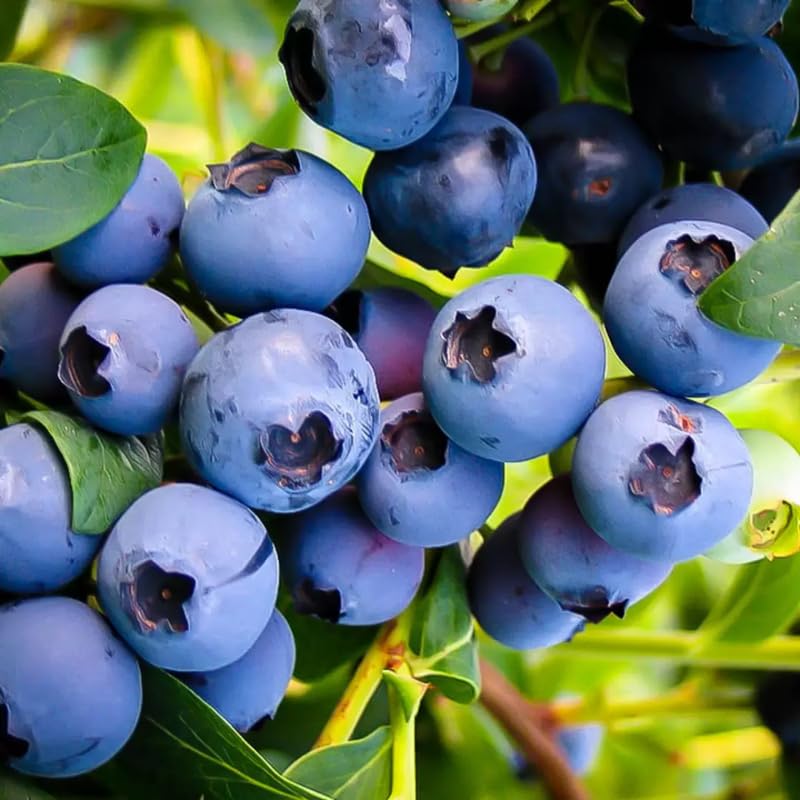 Emerald Blueberry Plant Live in 4’’ Pot, High Yield Blueberries Bush Shrub, Sweet Flavor, Ideal for Home Gardens, Patio Containers