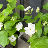 Arabian Jasmine Plant Live, Maid of Orleans Sambac Jasmine Live Plants Climbing Vine Indoor Outdoor Fragrant Flower Garden Planting