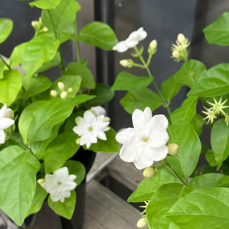 Arabian Jasmine Plant Live, Maid of Orleans Sambac Jasmine Live Plants Climbing Vine Indoor Outdoor Fragrant Flower Garden Planting