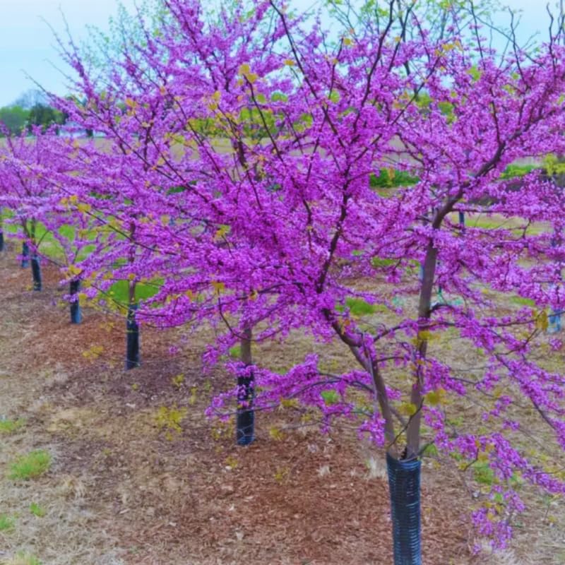 2 Redbud Trees Live Plants Seedlings, Dormant 6 to 14 Inches Tall for Outdoor Blooms, Purple Flowers, American Eastern Red Bud Tree