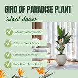 Bird of Paradise Plant - Live Tropical Ornamental Houseplant, Indoor and Outdoor Planting, Zones 9-11 (White)