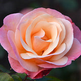 Rose Bush Live Plant - Climbing Rose Plant Live - Bareroot with Soil 7-10 Inch Tall - Fragrant Rose Flowers Heirloom Rose Shrub (Coral Rose Plant)