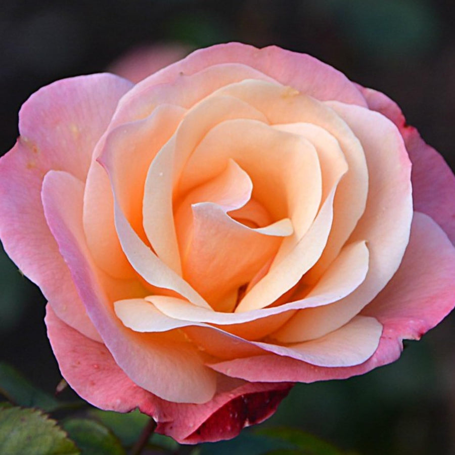 Rose Bush Live Plant - Climbing Rose Plant Live - Bareroot with Soil 7-10 Inch Tall - Fragrant Rose Flowers Heirloom Rose Shrub (Coral Rose Plant)