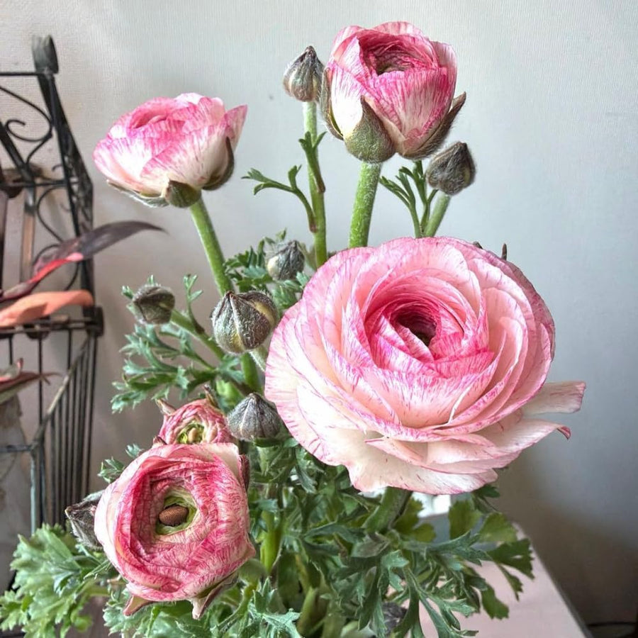 Ranunculus Bulbs, 25 Ranunculus Bulbs, French Peony Style Buttercup Corms, Spring Blooming Garden Flowers, Vibrant Flower Plant (Rare Pink Ranunculus)