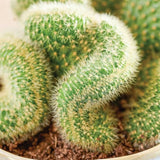 Golden Cactus Live Plant in 4" Pot, Rare Cactus Succulent for Home Décor, Indoor Outdoor Growing