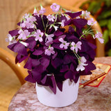 Oxalis Triangularis Live Plant, Purple Shamrock Plant Live, 4-9 Inch Tall, Indoor Houseplant with Deep Purple Leaves, No Pot