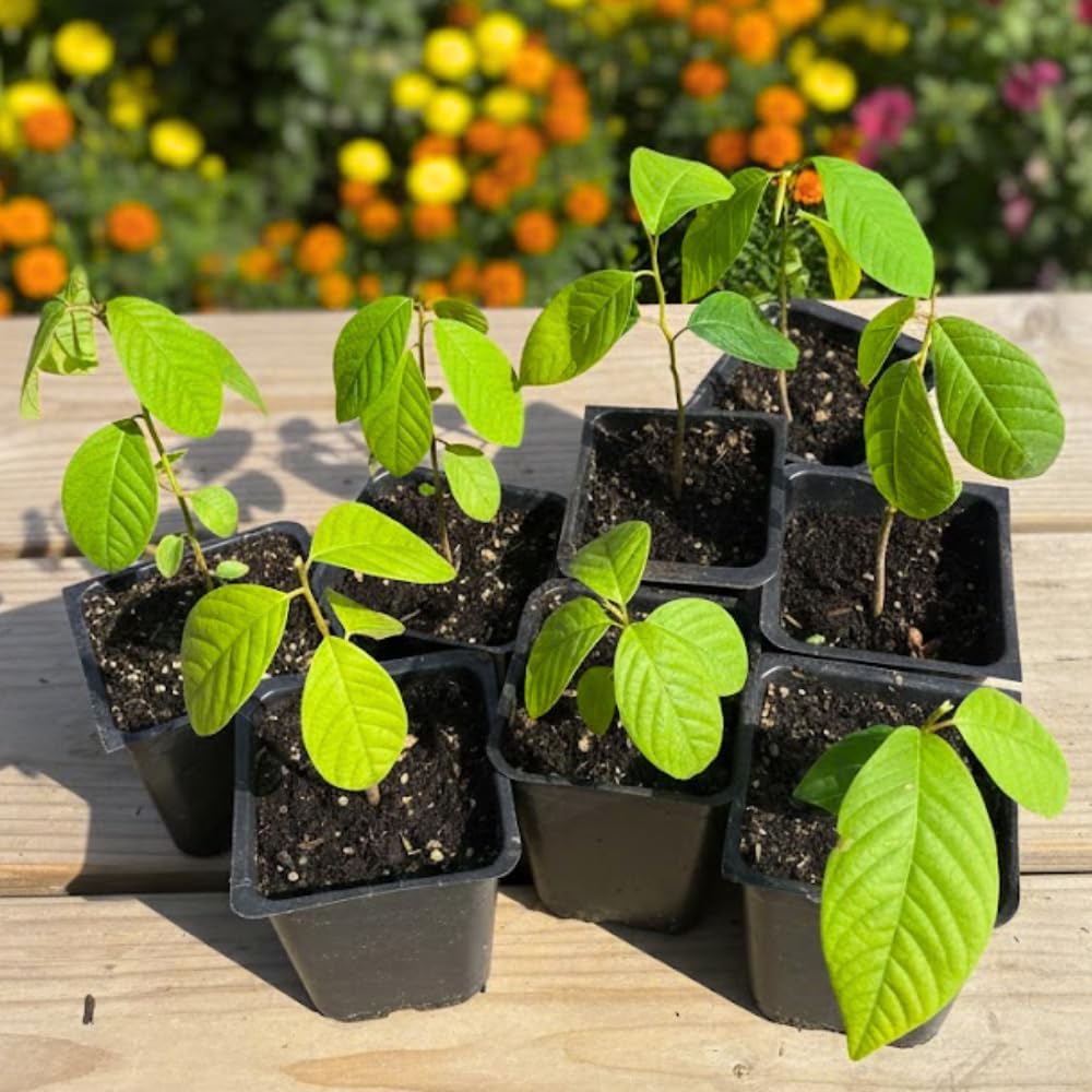 Sugar Apple Plant Live in 3'' Pot, 6-8'' Tall, Annona Squamosa Tree, Sweet Edible Fruit