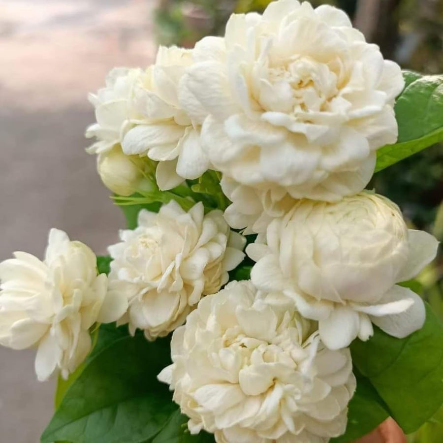 3 Sambac Jasmine Plants Live, Live Jasmine Plants, Grand Duke of Jasmine Live Plants, Double White Jasmine Live Plants for Grow Garden, 4 to 6 Inc Long