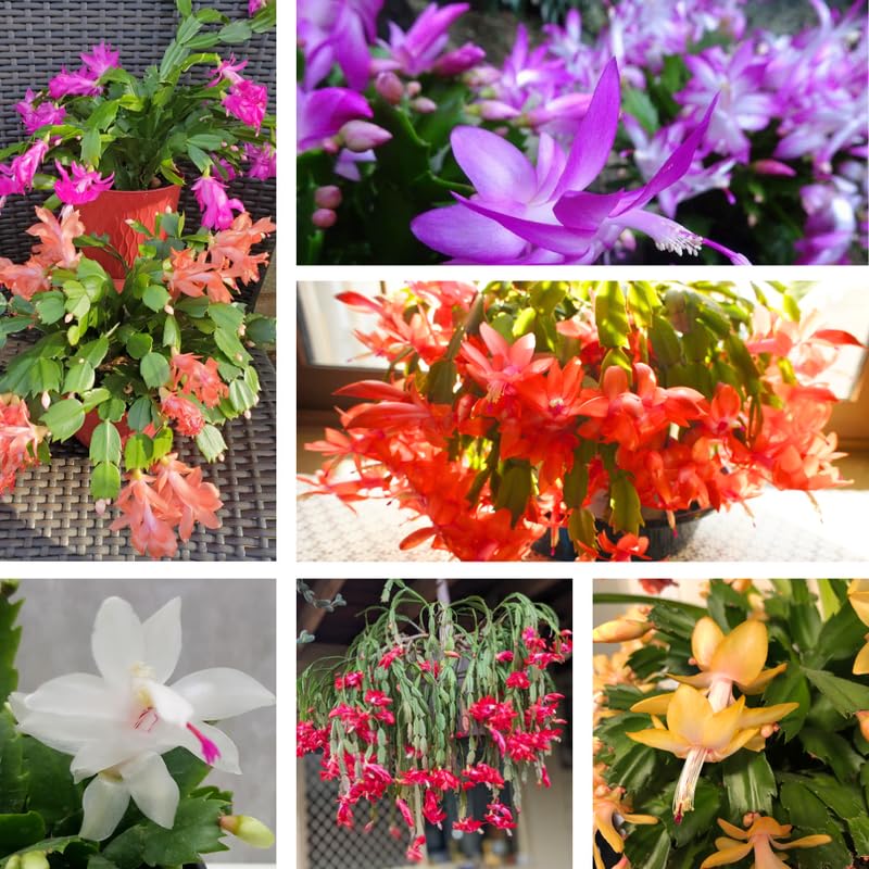 3 Pink Christmas Cactus Plants Live, Thanksgiving Cactus Easter Cactus Live Plants, 4-8 Inch Height, Holiday Blooms for Outdoor Spaces, No Pot, Bareroots