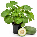 Winter Melon Live Plant, Winter Melon Vine, 4-6" Tall in 4 Inch Pot, Fast Growing, Large Green Fruit