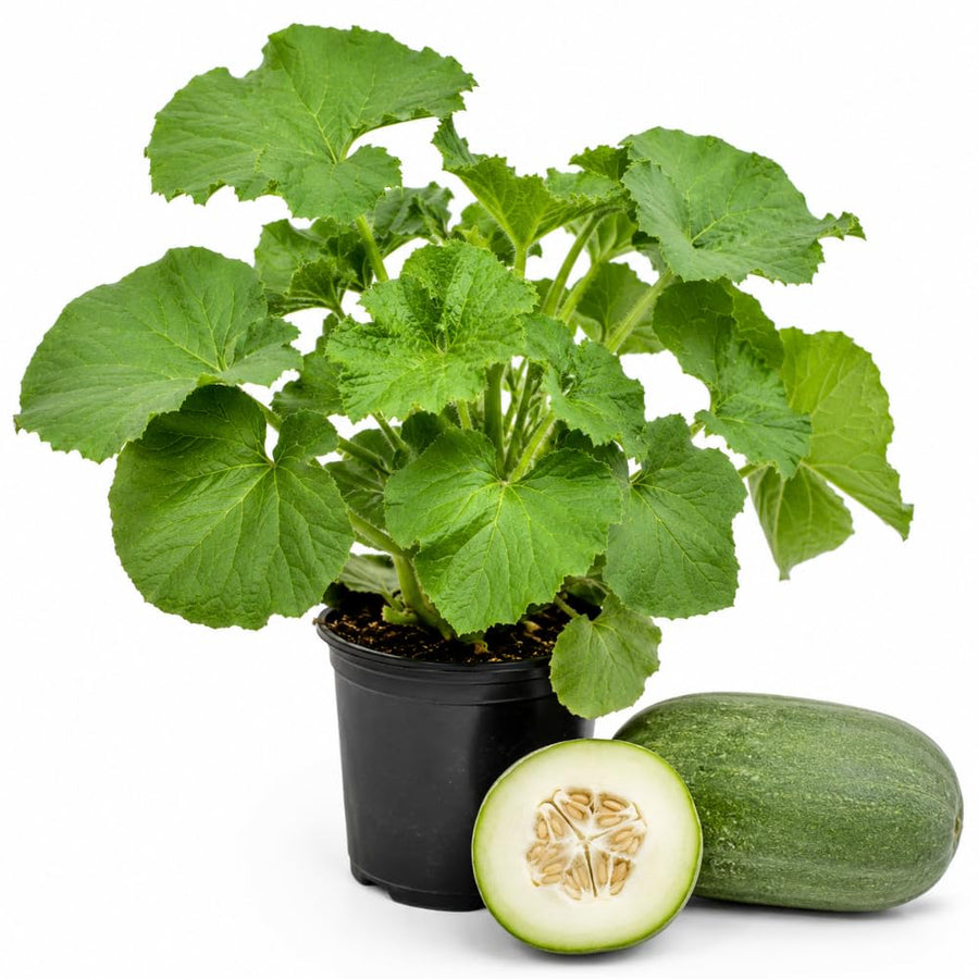Winter Melon Live Plant, Winter Melon Vine, 4-6" Tall in 4 Inch Pot, Fast Growing, Large Green Fruit