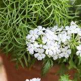 4 White Verbena Plants Live, 5-9" Tall Hardy Perennial Flower Plants, Well-Rooted for Outdoor Planting