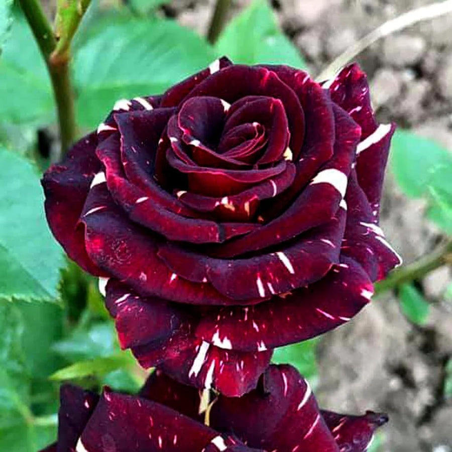 Rose Bush Live Plant - Rose Plant Live Shrub - Bareroot with Soil 5-10 Inch Tall - Fragrant Rose Flowers Heirloom Rose Shrub - No Pot (Deep Red Yellow Rose)