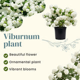 Viburnum Bush Plant Potted, Hardy Flowering Shrub, Rare Viburnum Plant for Outdoor Garden, Landscape, or Hedge, 4-6 Inches (Snow Viburnum)
