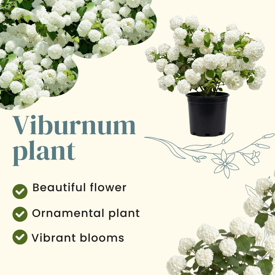 Viburnum Bush Plant Potted, Hardy Flowering Shrub, Rare Viburnum Plant for Outdoor Garden, Landscape, or Hedge, 4-6 Inches (Snow Viburnum)