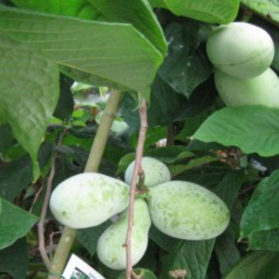 Pawpaw Tree Live Plant, Paw Paw Plant, 6 to 12 Inc, Cold Hardy Fruit Tree Home Orchards, Quart Pot