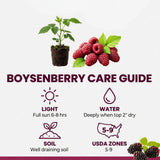 Boysenberry Live Plant, Full Rooted from 4-6 Inches Tall, Thornless Boysenberry, Edible Berry Fruit Plant for Outdoor Growing